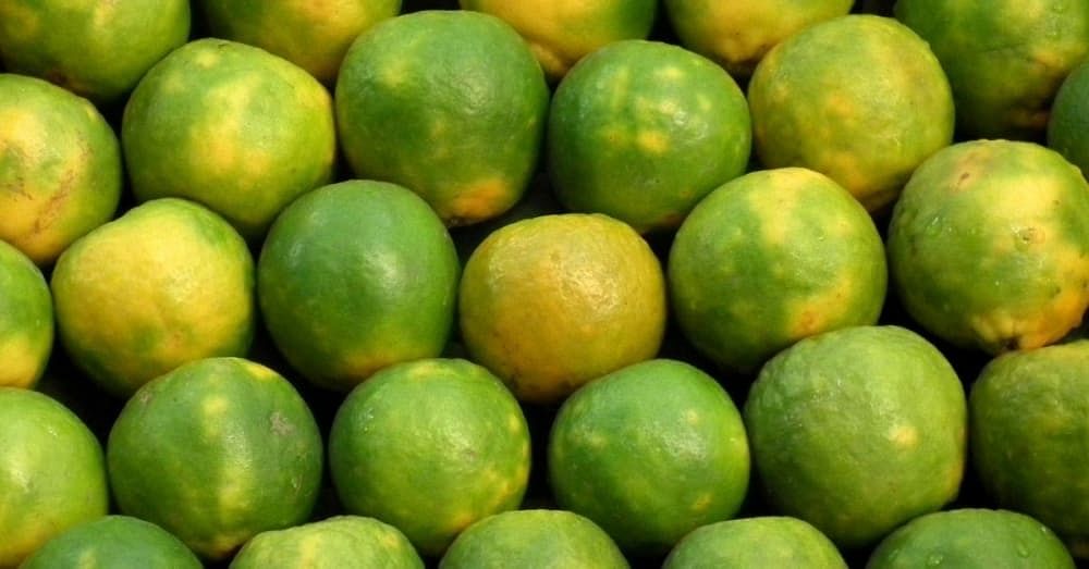 Sweet 2024 lime benefits